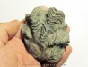 Ostrea nicaisei (9)