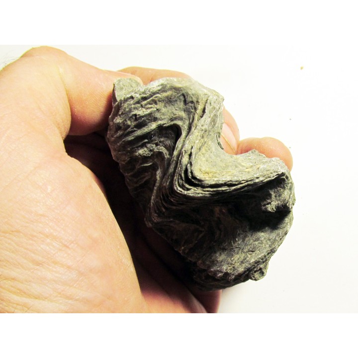 Ostrea nicaisei (9)