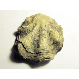 Ostrea nicaisei (10)
