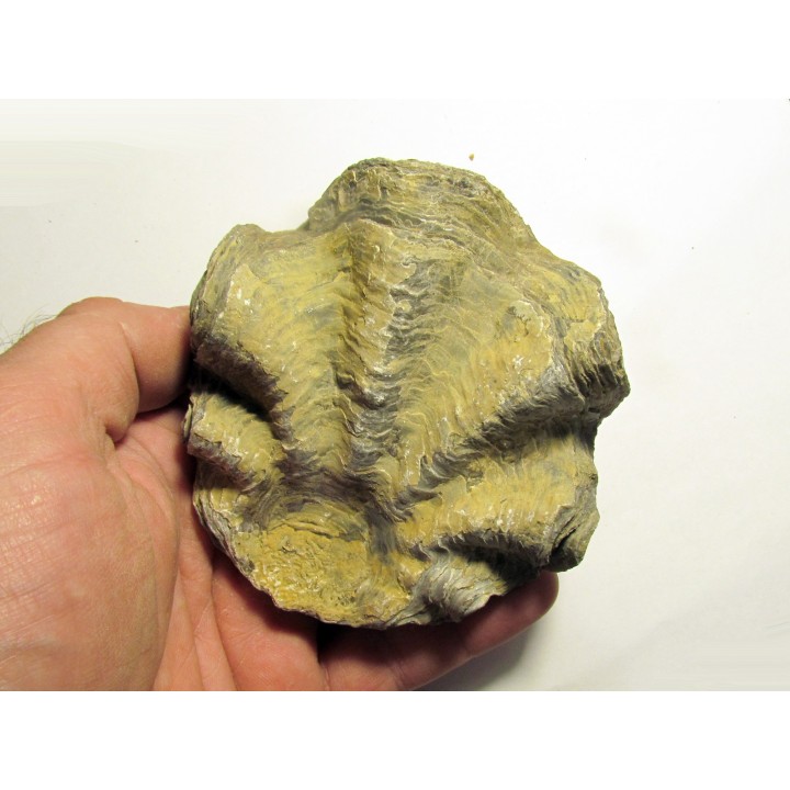 Ostrea nicaisei (10)