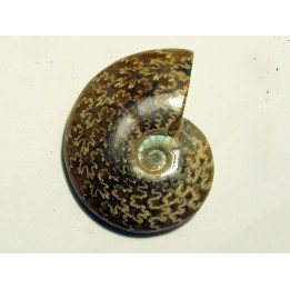 cleoniceras polie (1)
