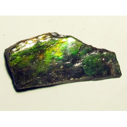 AMMOLITE (1)
