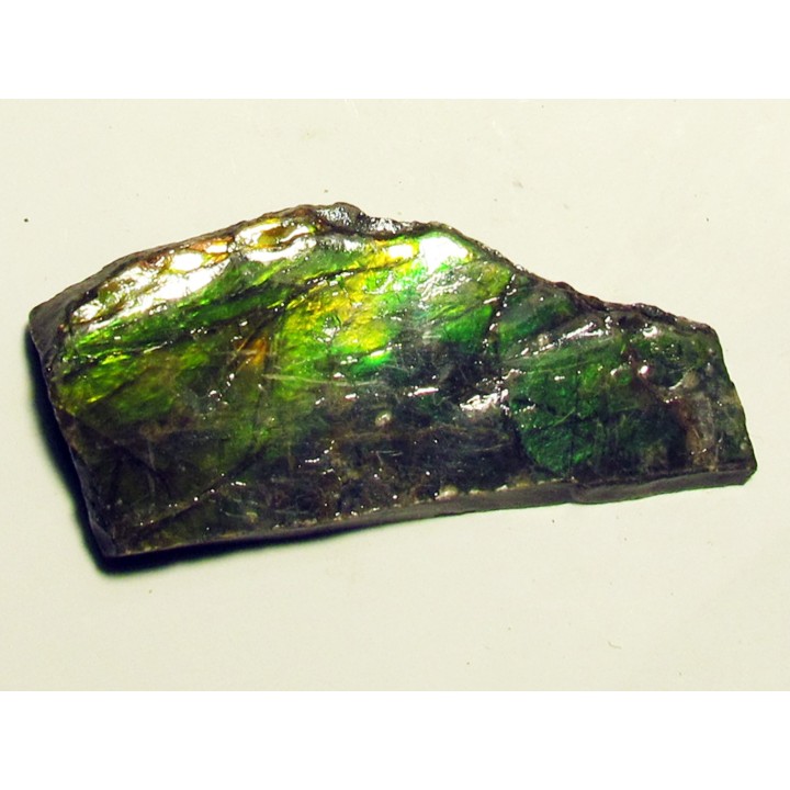 AMMOLITE (1)