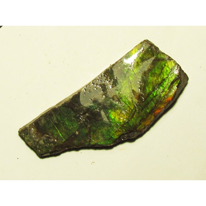 AMMOLITE (1)