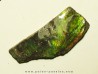 AMMOLITE (1)