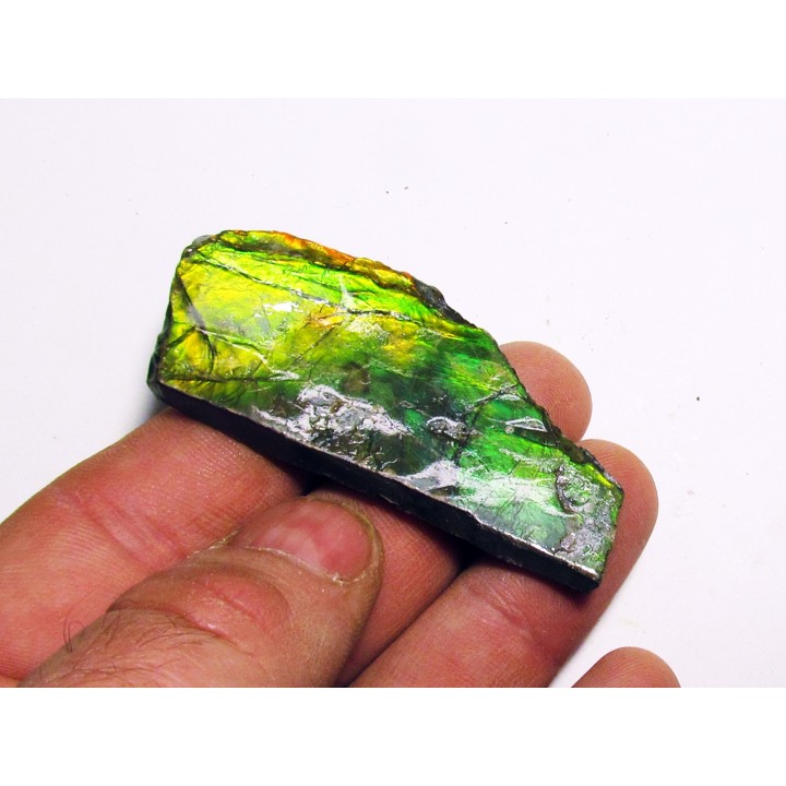 AMMOLITE (1)