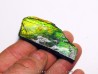 AMMOLITE (1)