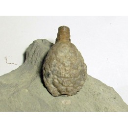 Cystoides holocystites scutellatus (3)