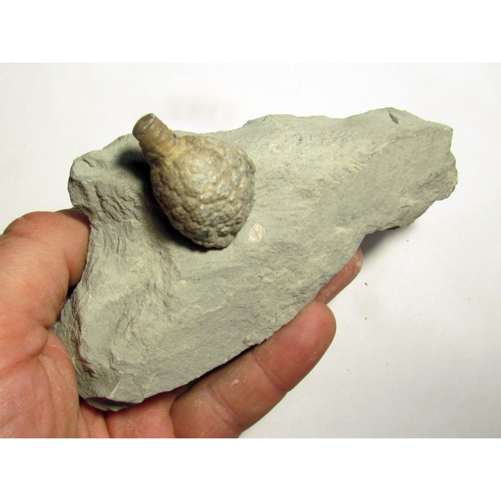 Cystoides holocystites scutellatus (3)