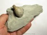 Cystoides holocystites scutellatus (3)