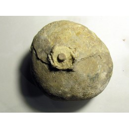 Crinoid Float Bulb:  SCHOCRIYPNITIES sp.