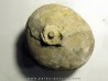 Crinoid Float Bulb: SCHOCRIYPNITIES sp.