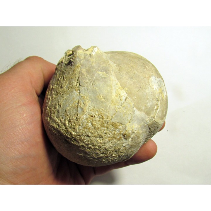 Crinoid Float Bulb:  SCHOCRIYPNITIES sp.