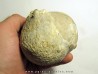 Crinoid Float Bulb: SCHOCRIYPNITIES sp.