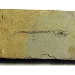 Cobitopsis acutus  (2)