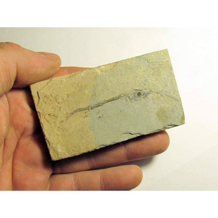 Cobitopsis acutus  (2)