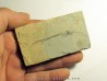 Cobitopsis acutus  (2)