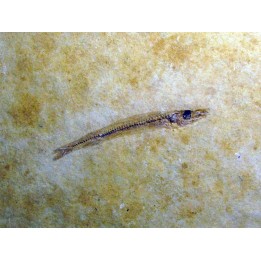 Cobitopsis acutus  (3)