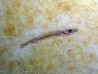 Cobitopsis acutus  (3)