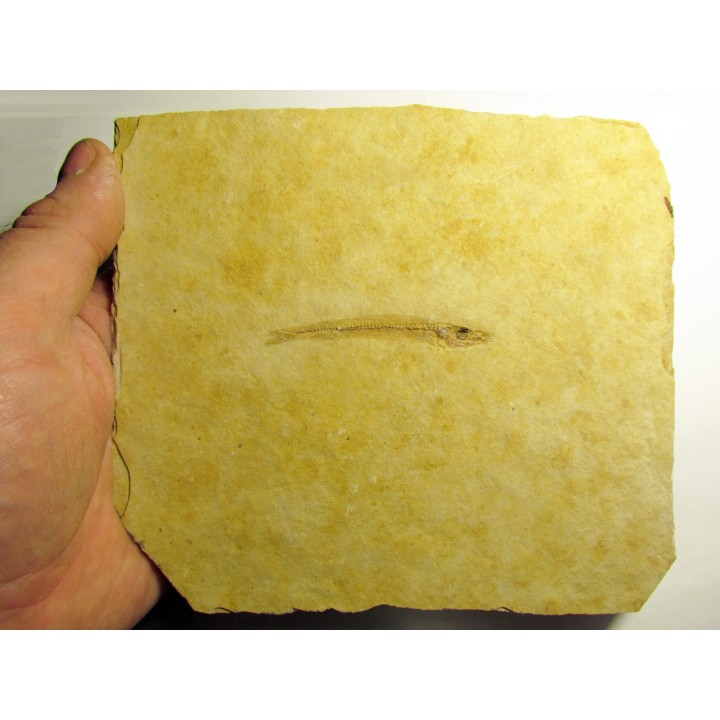 Cobitopsis acutus  (3)