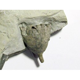 Glyptaster occidentalis