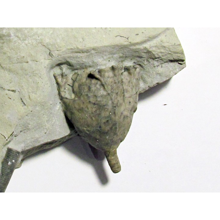 Glyptaster occidentalis