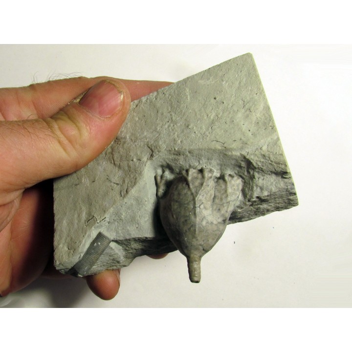 Glyptaster occidentalis