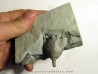 Glyptaster occidentalis
