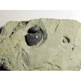 STROPHOSTYLUS CYCLOSTOMUS et STEGERYNCHUS INDIANENSIS