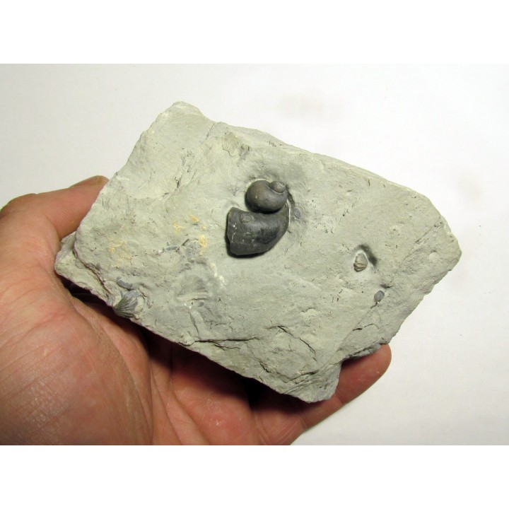 STROPHOSTYLUS CYCLOSTOMUS et STEGERYNCHUS INDIANENSIS