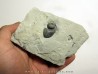 STROPHOSTYLUS CYCLOSTOMUS et STEGERYNCHUS INDIANENSIS