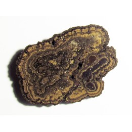 STROMATOLITES Chihuahua MEXIQUE (2)