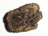 STROMATOLITES Chihuahua MEXIQUE (2)