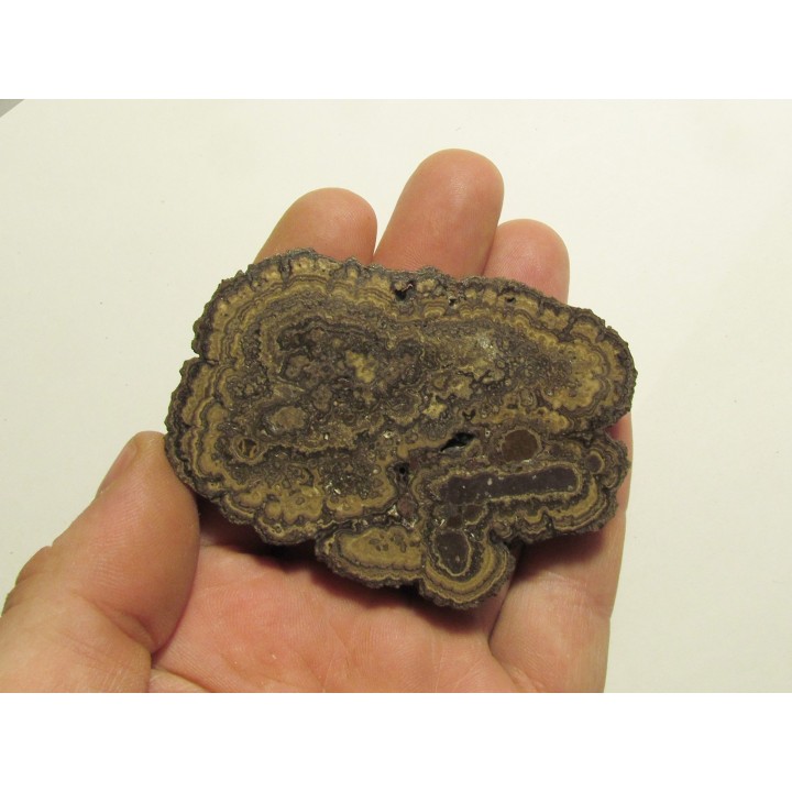 STROMATOLITES Chihuahua MEXIQUE (2)