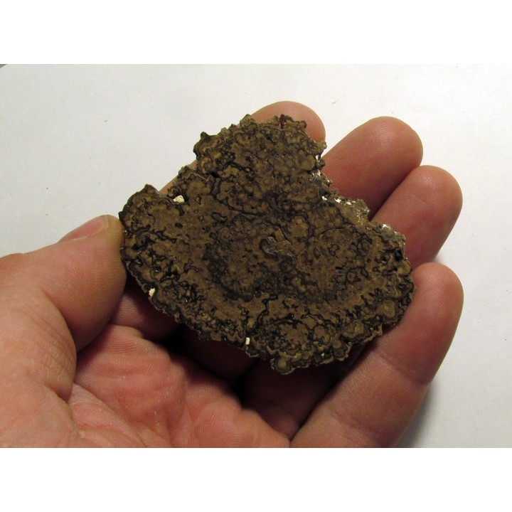 STROMATOLITES Chihuahua MEXIQUE (5)