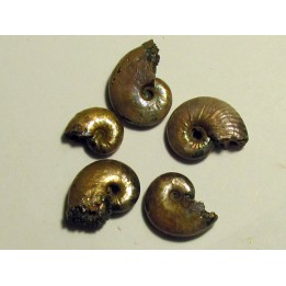 set of 5 pearls ammonits from Bully (2)