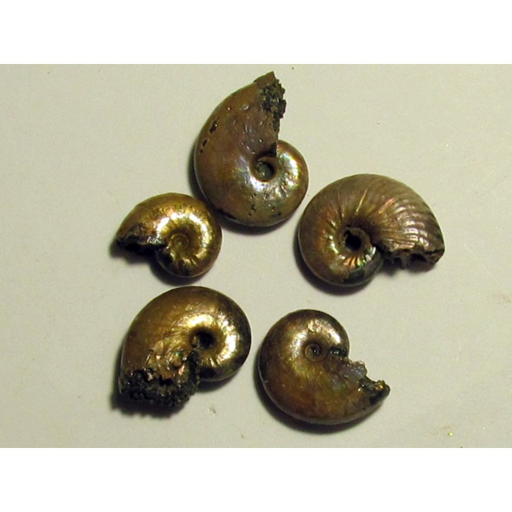 set of 5 pearls ammonits from Bully (2)