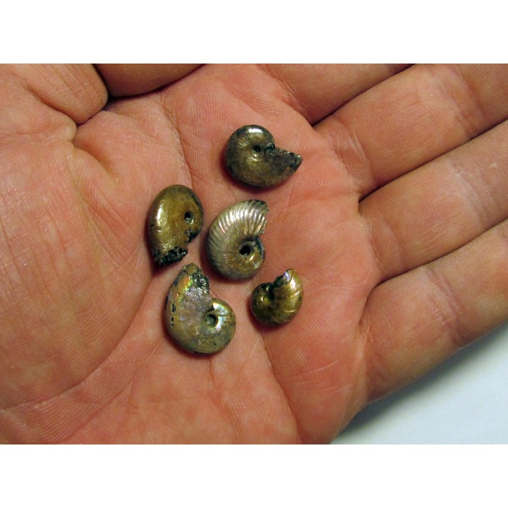 set of 5 pearls ammonits from Bully (2)