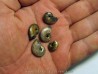 set of 5 pearls ammonits from Bully (2)