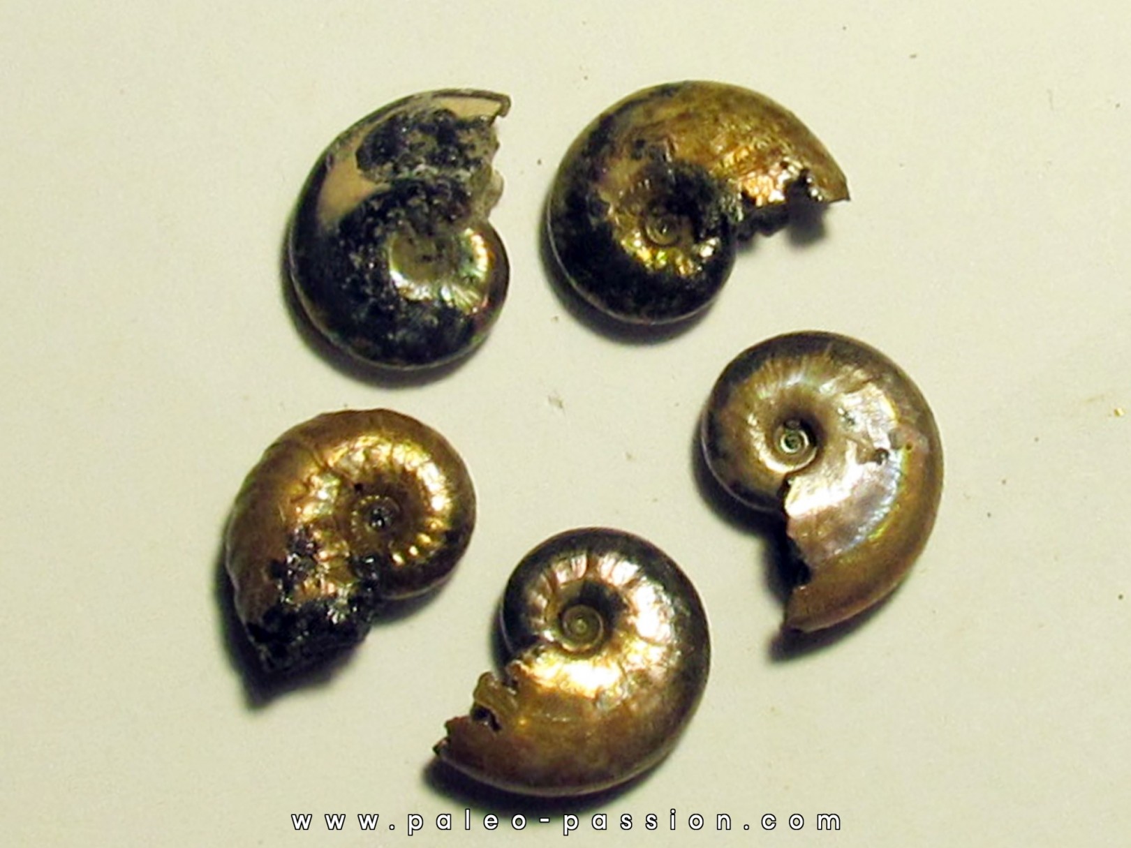 set of 5 pearls ammonits from Bully (3)