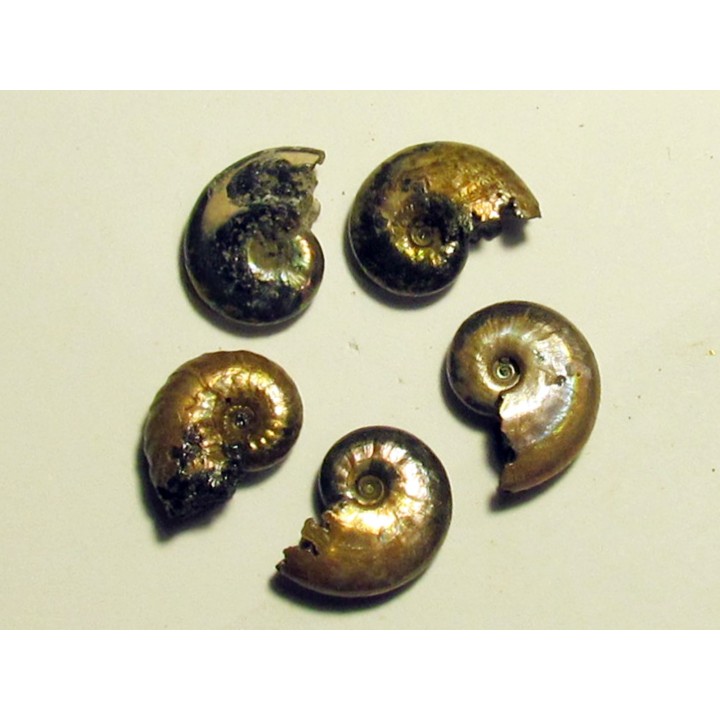 set of 5 pearls ammonits from Bully (3)