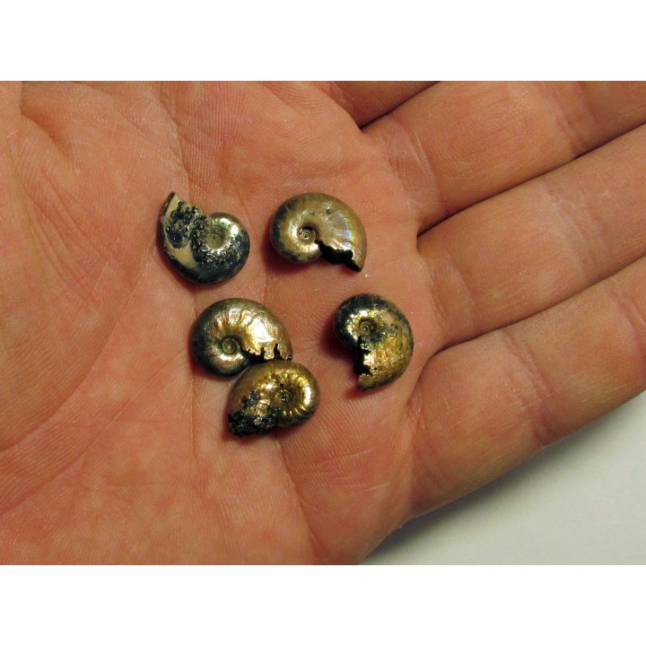 set of 5 pearls ammonits from Bully (3)