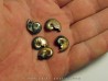 set of 5 pearls ammonits from Bully (3)