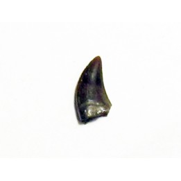 dinosaur tooth raptor: dromaeosaurus (2)