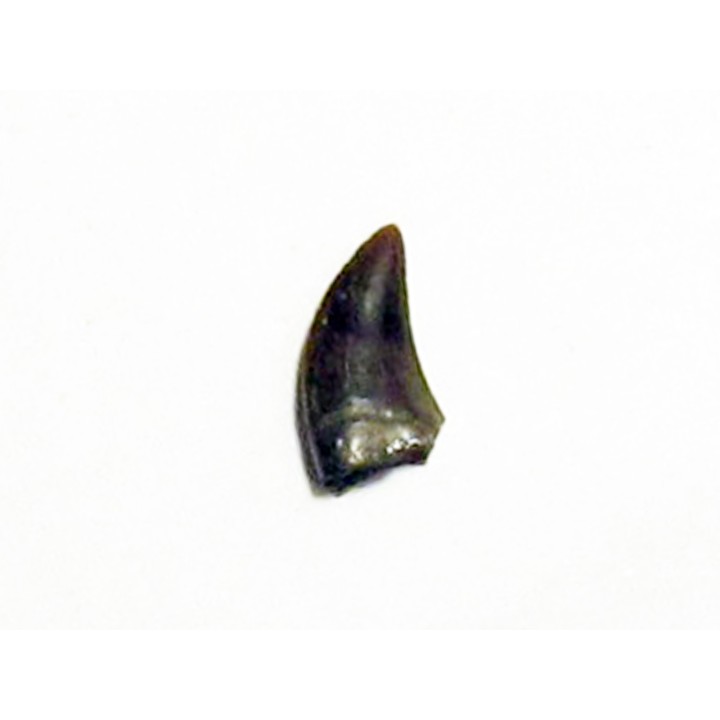 dent de dinosaure raptor: dromaeosaurus (2)