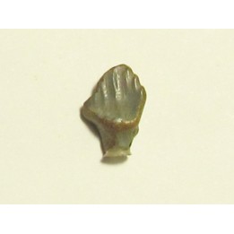 dinosaur nodosaur tooth: PANOPLOSAURUS MIRUS