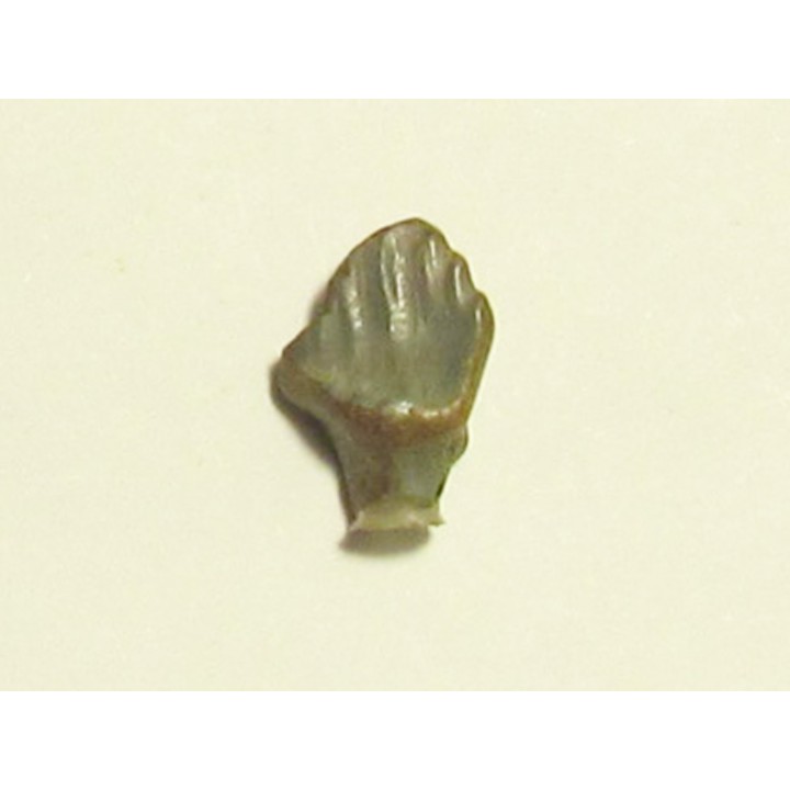 dent de dinosaure nodosaure: PANOPLOSAURUS MIRUS