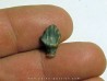dent de dinosaure nodosaure: PANOPLOSAURUS MIRUS