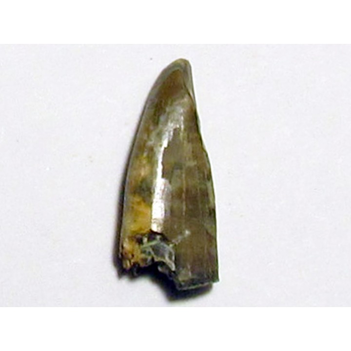 dent de dinosaure: GORGOSAURUS LIBRATUS