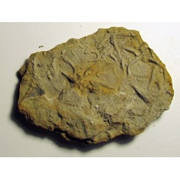 Astérie lumbricalis (2)